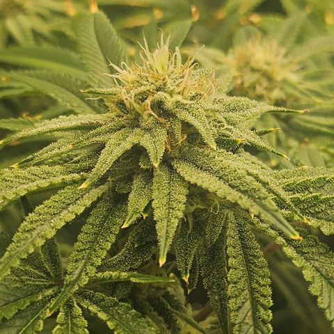 Super Lemon Haze x RS11 growlog timeline photo