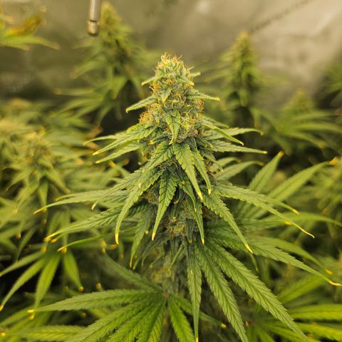 Super Silver Haze growlog timeline photo