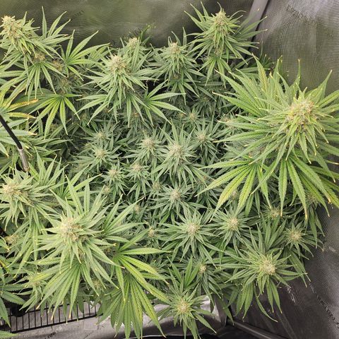 Super Silver Haze growlog timeline photo