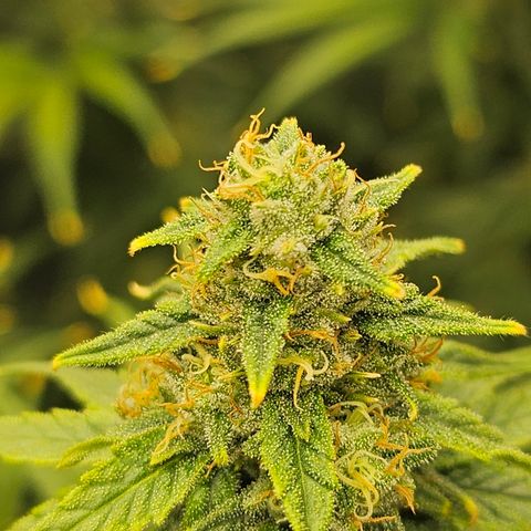 Super Silver Haze growlog timeline photo