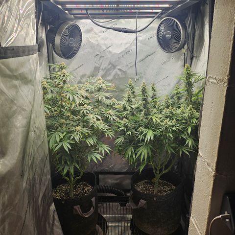 Super Silver Haze growlog timeline photo