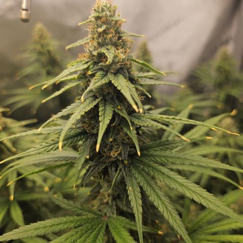 Super Silver Haze growlog timeline photo