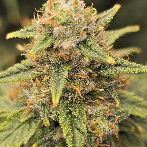 Super Silver Haze growlog timeline photo