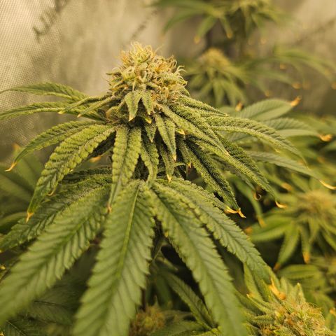 Super Lemon Haze x RS11 growlog timeline photo