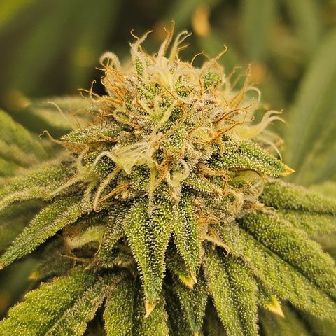 Super Lemon Haze x RS11 growlog timeline photo