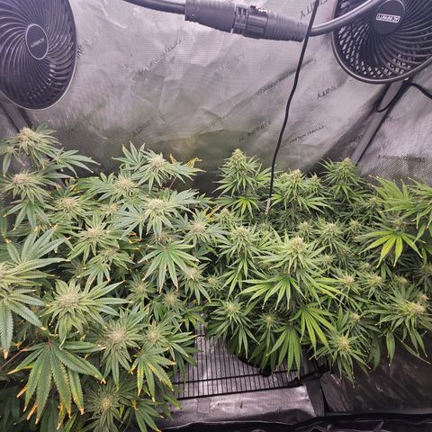 Super Silver Haze growlog timeline photo