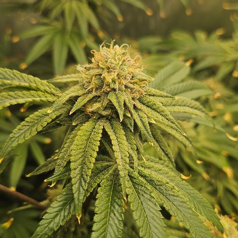 Super Lemon Haze x RS11 growlog timeline photo