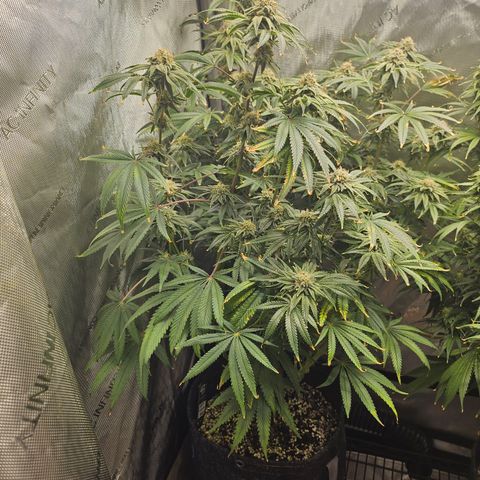 Super Lemon Haze x RS11 growlog timeline photo