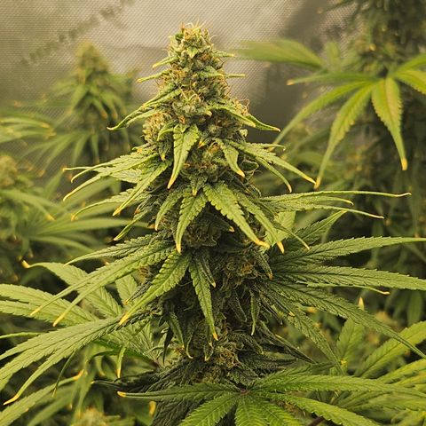 Super Silver Haze growlog timeline photo
