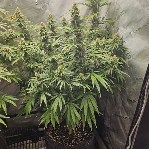 Super Silver Haze growlog timeline photo