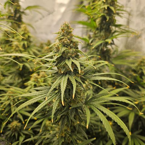 Super Silver Haze growlog timeline photo