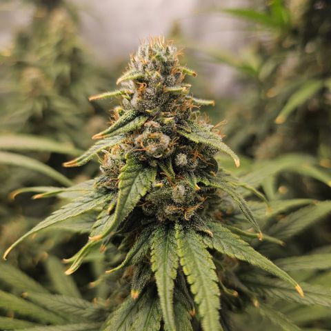 Super Silver Haze growlog timeline photo