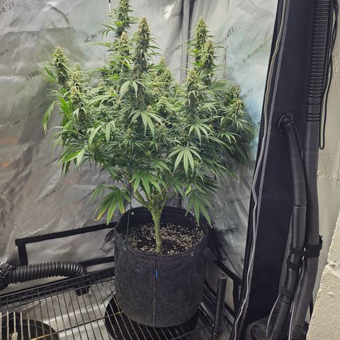 Super Silver Haze growlog timeline photo
