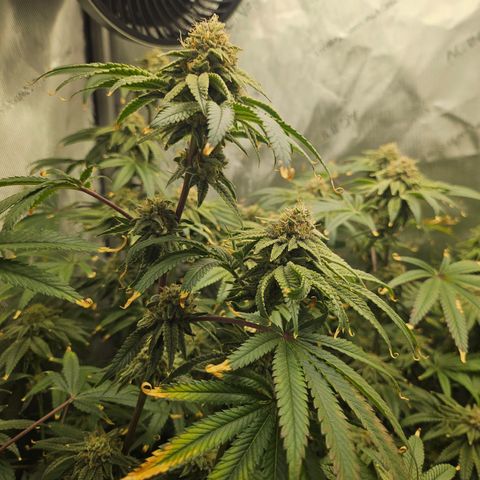 Super Lemon Haze x RS11 growlog timeline photo