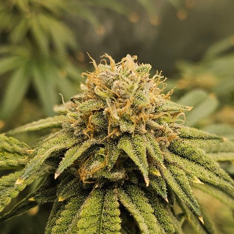 Super Lemon Haze x RS11 growlog timeline photo
