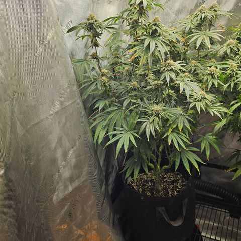 Super Lemon Haze x RS11 growlog timeline photo