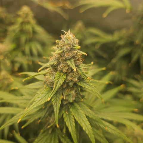 Super Silver Haze growlog timeline photo