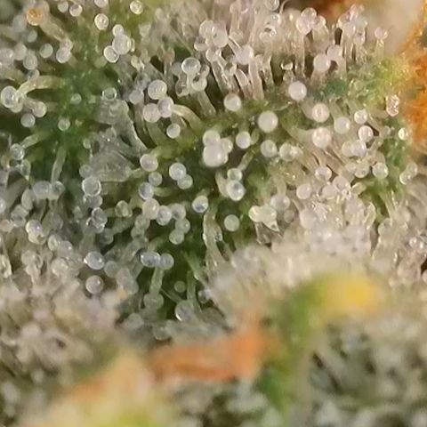 Super Silver Haze growlog timeline photo