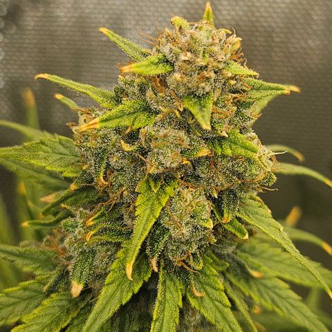 Super Silver Haze growlog timeline photo