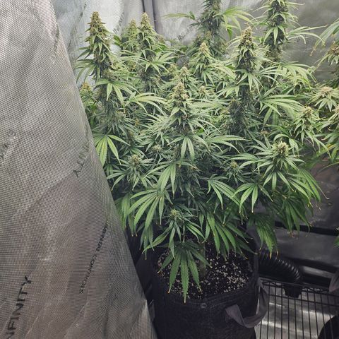 Super Silver Haze growlog timeline photo