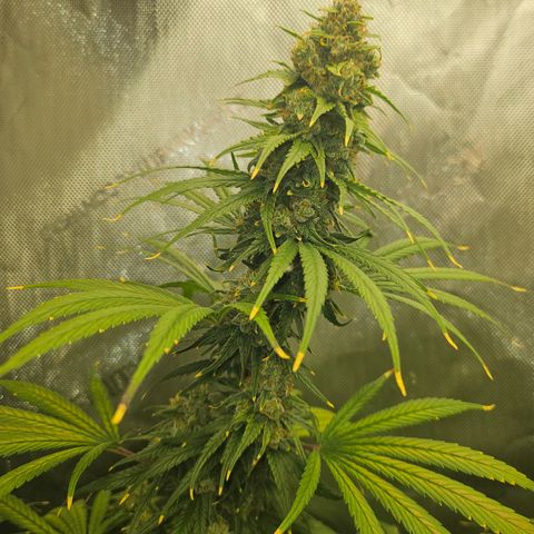 Super Silver Haze growlog timeline photo