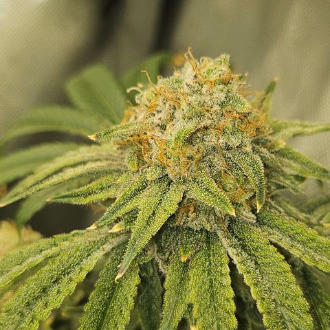 Super Lemon Haze x RS11 growlog timeline photo