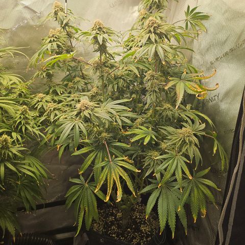 Super Lemon Haze x RS11 growlog timeline photo