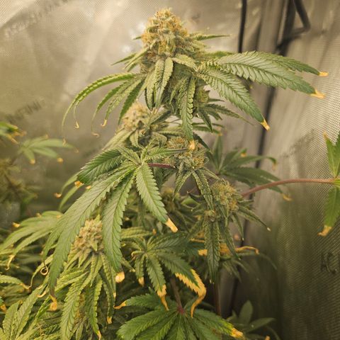 Super Lemon Haze x RS11 growlog timeline photo