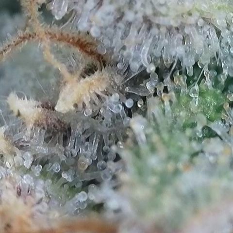 Super Silver Haze growlog timeline photo
