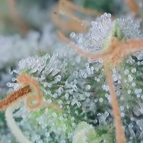 Super Silver Haze growlog timeline photo