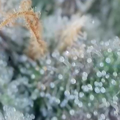 Super Silver Haze growlog timeline photo