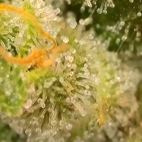Super Silver Haze growlog timeline photo