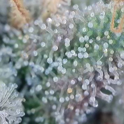 Super Silver Haze growlog timeline photo
