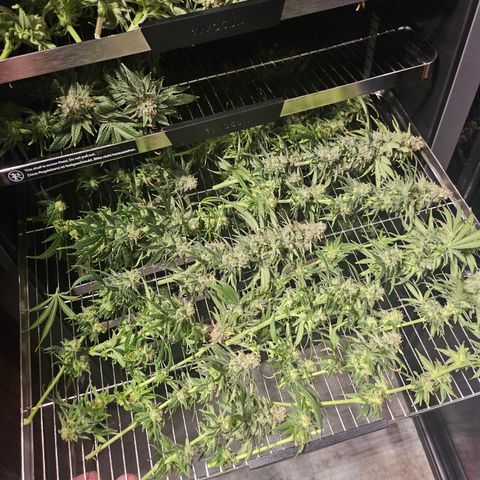 Super Silver Haze growlog photo: Top 3 shelves Super Lemon Haze. Bottom shelves Super silver haze
