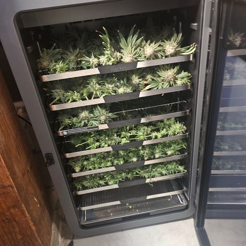 Super Silver Haze growlog photo: Top 3 shelves Super Lemon Haze. Bottom shelves Super silver haze