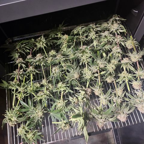Super Silver Haze growlog photo: Top 3 shelves Super Lemon Haze. Bottom shelves Super silver haze