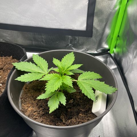 Sensi purple kush growlog photo: Look good 