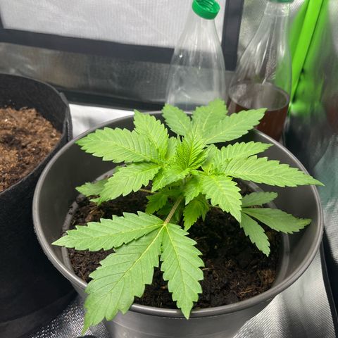 Sensi purple kush growlog timeline photo