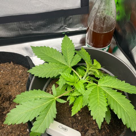 Sensi purple kush growlog photo: Début de LST 