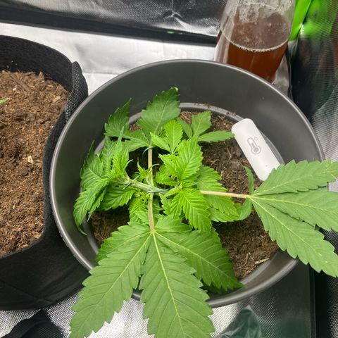 Sensi purple kush growlog photo: Trim 