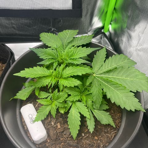 Sensi purple kush growlog photo: Toujours verte, le haut malgré le tronc cassé 