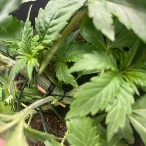 Sensi purple kush growlog timeline photo