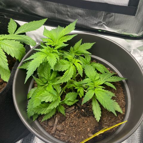 Sensi purple kush growlog timeline photo