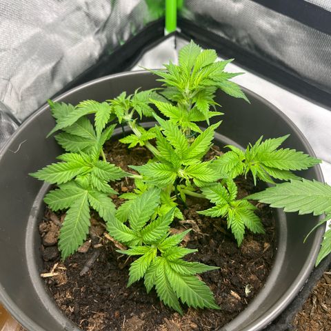 Sensi purple kush growlog timeline photo