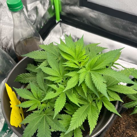 Sensi purple kush growlog timeline photo