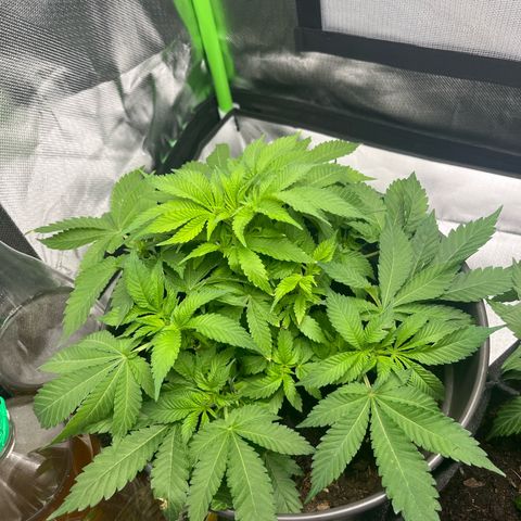 Sensi purple kush growlog timeline photo