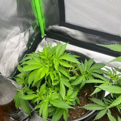 Sensi purple kush growlog photo: Défoliation 