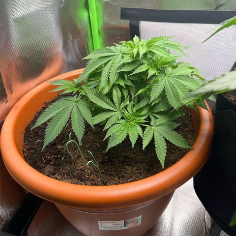 Sensi purple kush growlog photo: Rempotage 