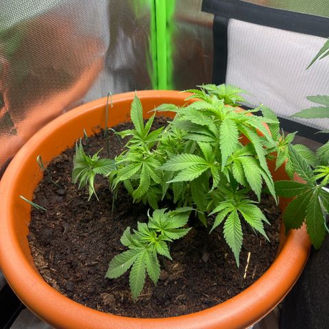 Sensi purple kush growlog timeline photo