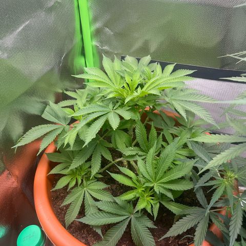 Sensi purple kush growlog timeline photo